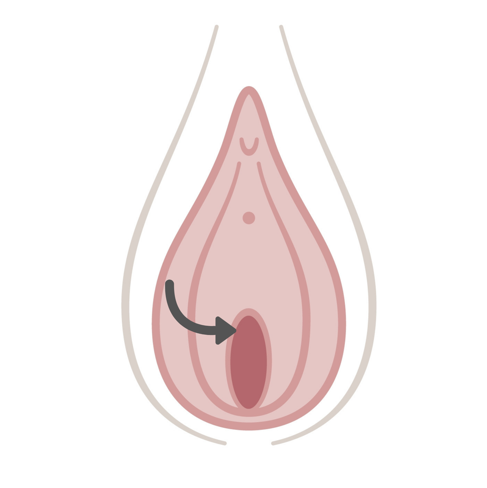 What Are the Labia
